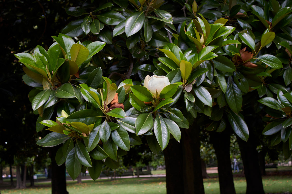 A plantation of Magnolia Grandiflora at a park
