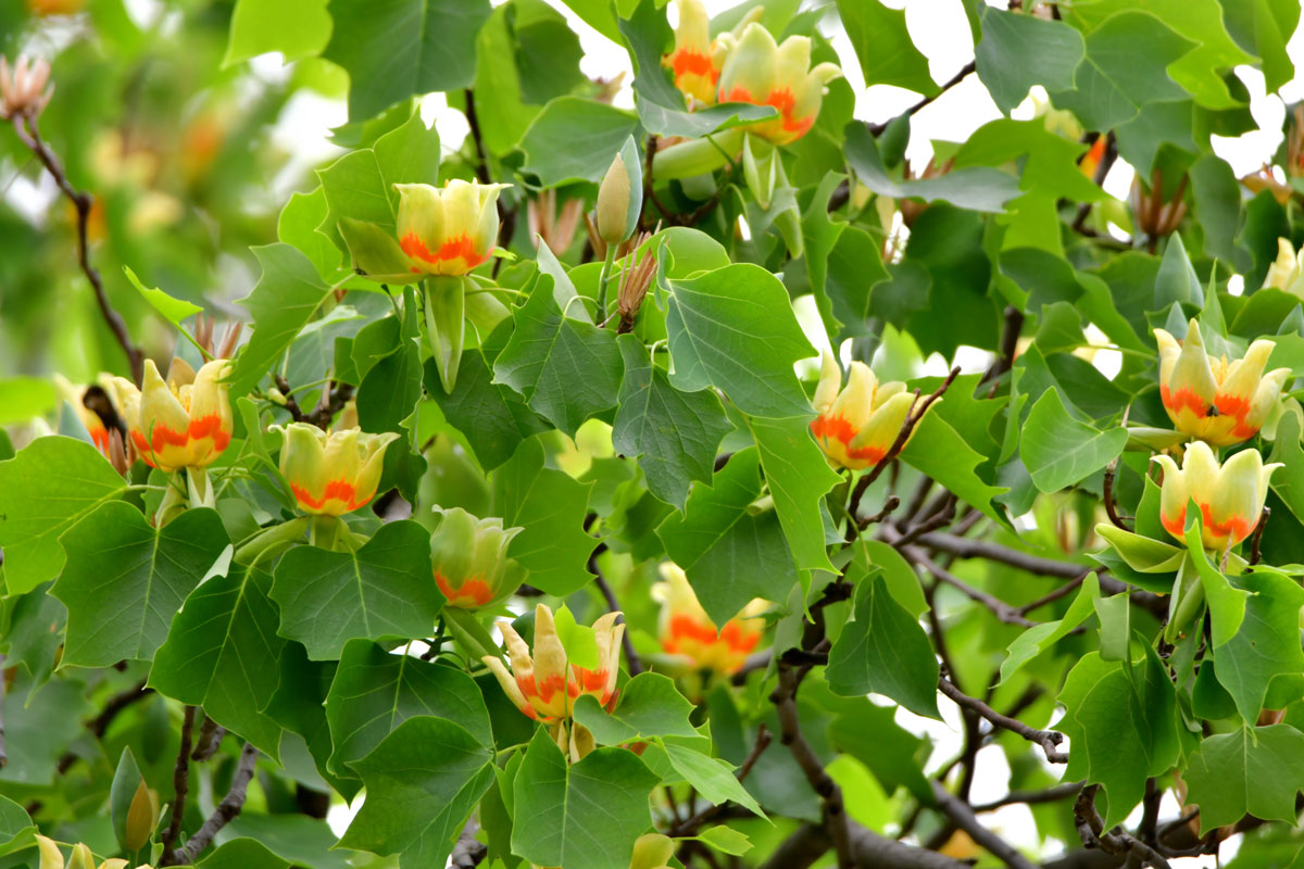 A tall tulip tree with flowers blooming calmly at the garden