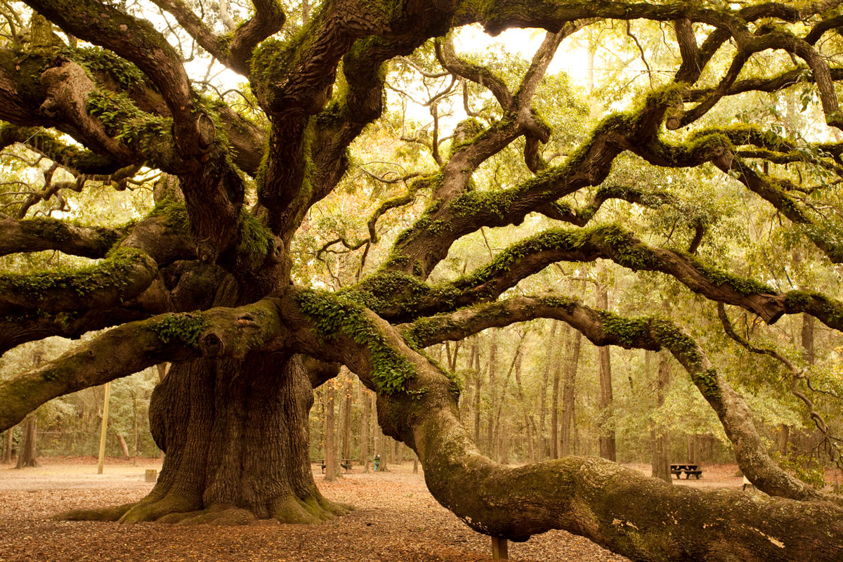 Ancient Angel Oak near Charleston