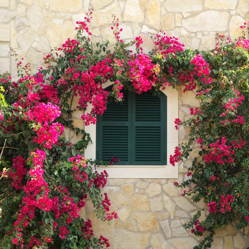 Arched bougainvillea house landscaping surrounding the window