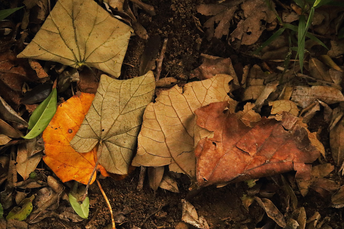 BRIGHT YELLOW AND RUST COLOURED FALLEN SEA HIBISCUS LEAVES DYING