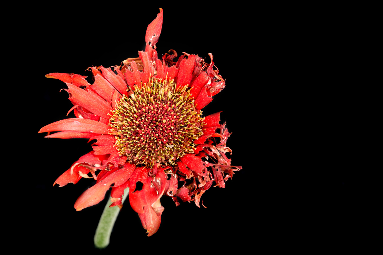 Beautiful Red dahlia withered flower with petals ready to fall, isolated on a black background
