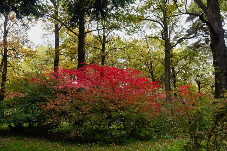 Beautiful autumn Euonymus Bush of bright crimson against the background of dark trees., What To Plant Under Burning Bush
