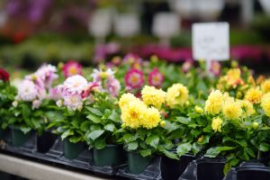 Beautiful flowers planted on small pots for sale, When Do Plants Go On Sale At Lowes?