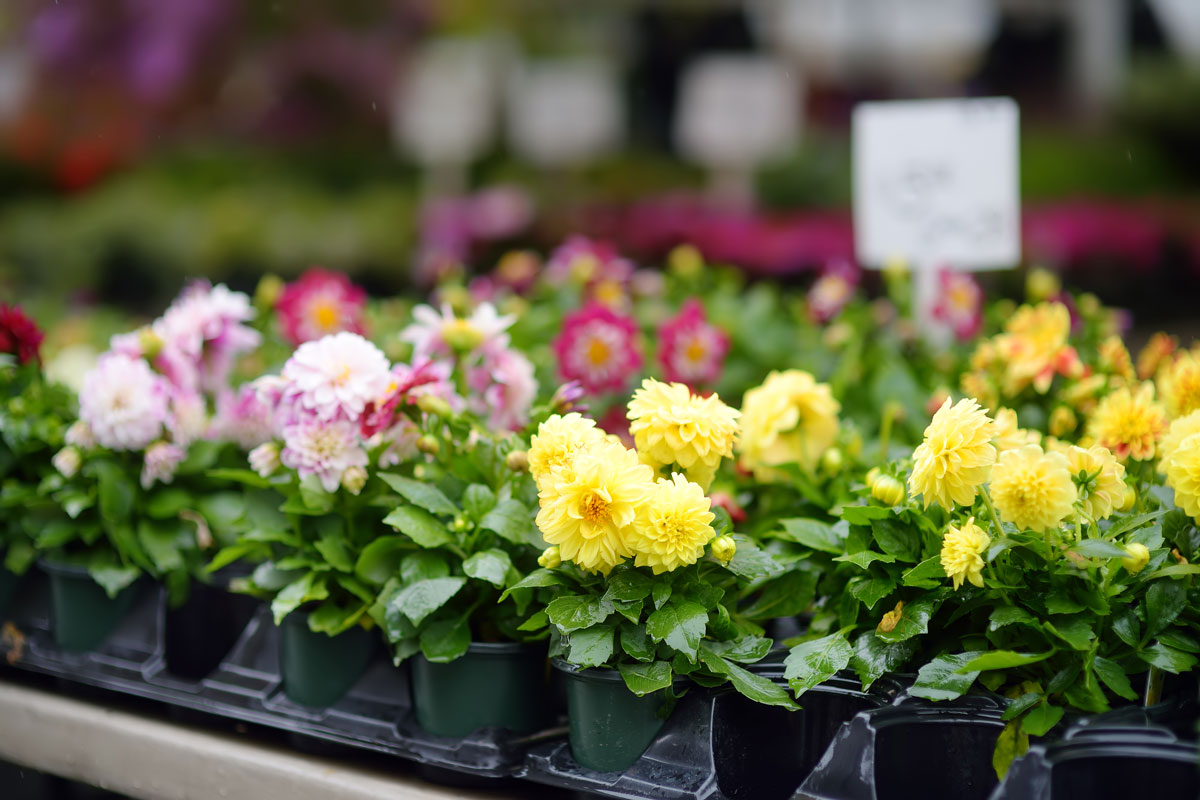 Beautiful flowers planted on small pots for sale