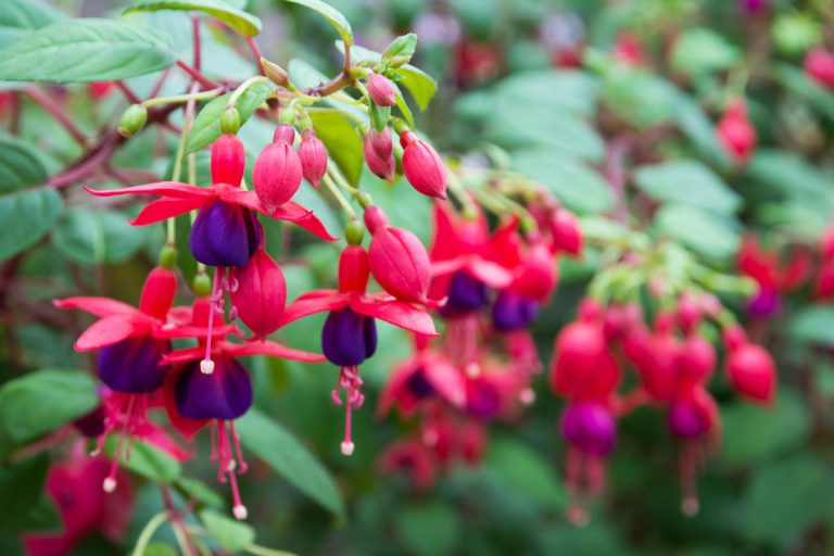 Beautiful fuchsia flowers in the garden, My Fuchsia Is Dying - What To Do?