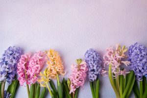 Beautiful hyacinths on a pink-lilac background. Design, postcard, top view - Hyacinth Leaves Turning Yellow And Brown - What To Do