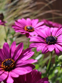 Beautiful purple colored daisies, Can You Plant Perennials Before Last Frost?