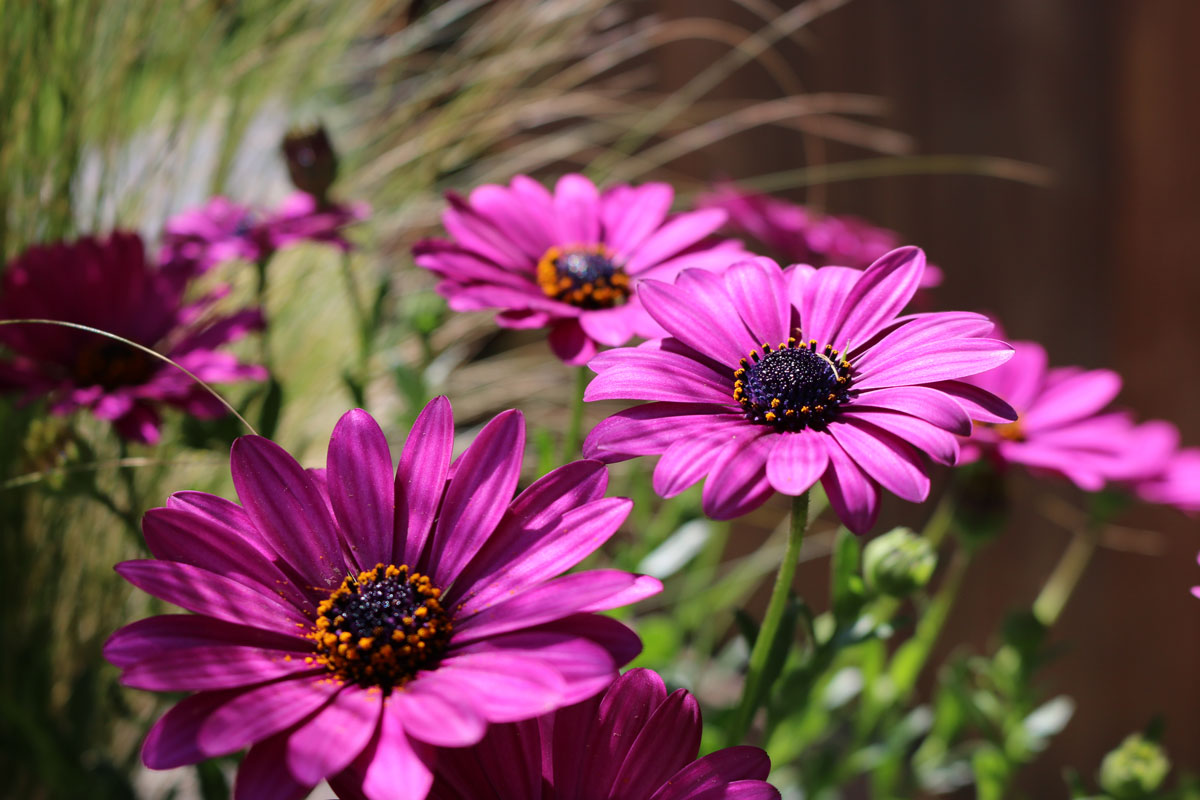 Beautiful purple colored daisies