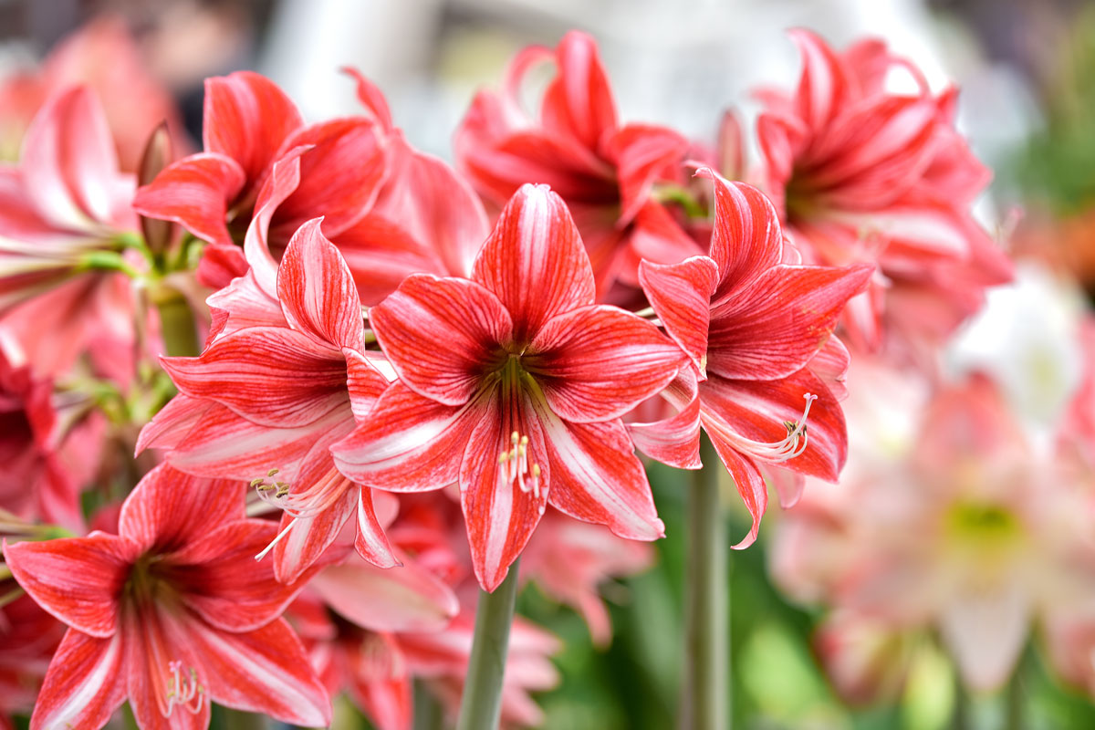 Beautiful red white hippeastrum, amaryllis flowers in the garden