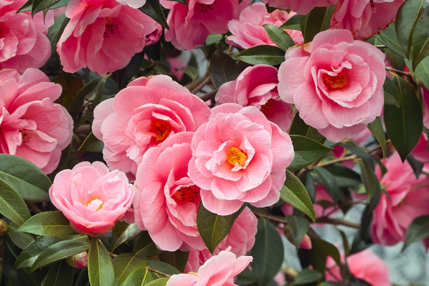 Beautiful vibrant pink Japanese Camellia flowers of (Camelia japonica)