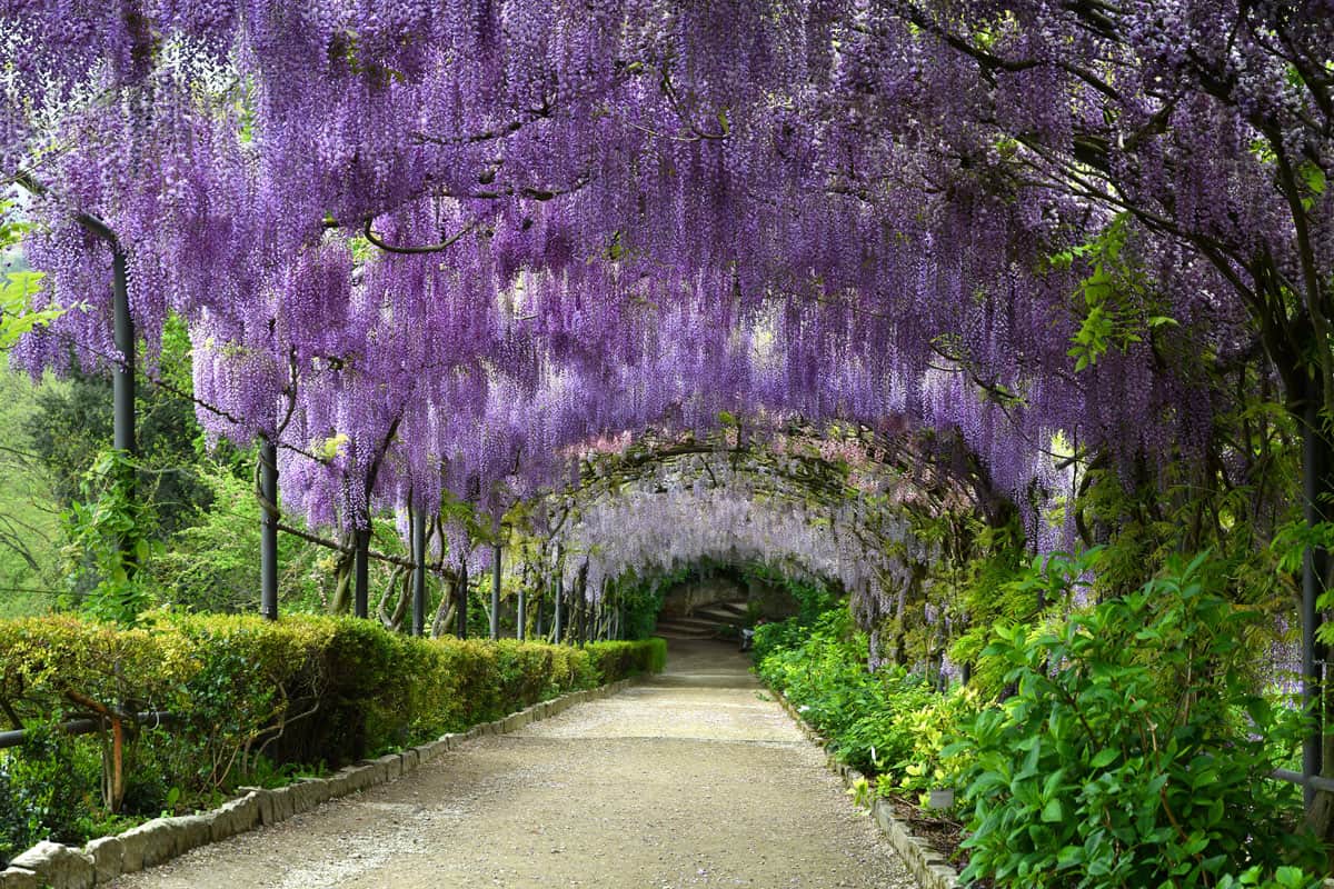 Blooming Wisteria tunnel garden in Italy