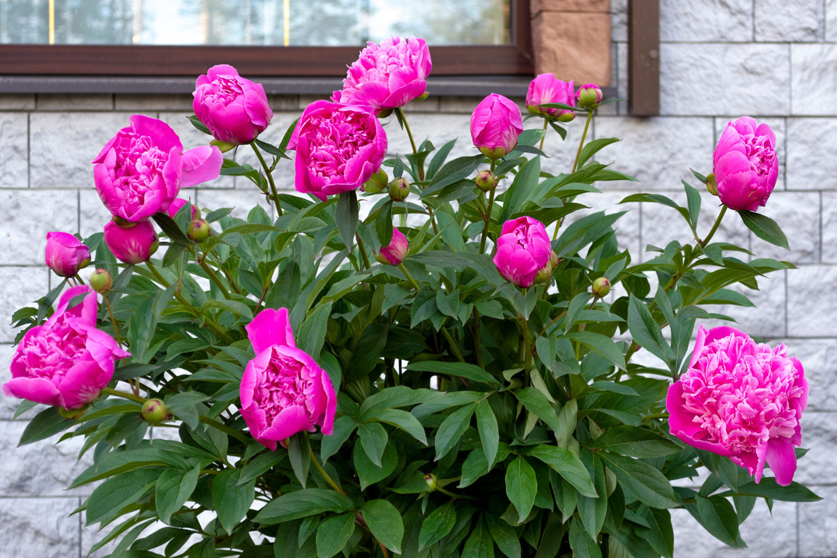 Blooming peonies on the background of the stone facade of the house