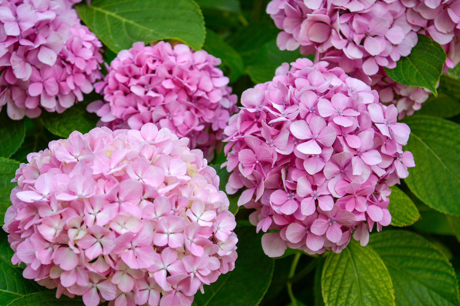 Blossoming hydrangea or hortensia flowers with gentle franrance and fragile fresh warm pink and violet petals