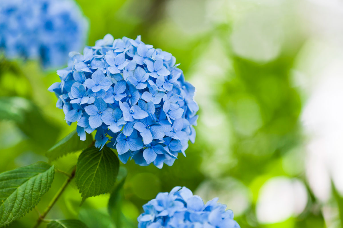 Blue Hydrangea Flower in the Garden