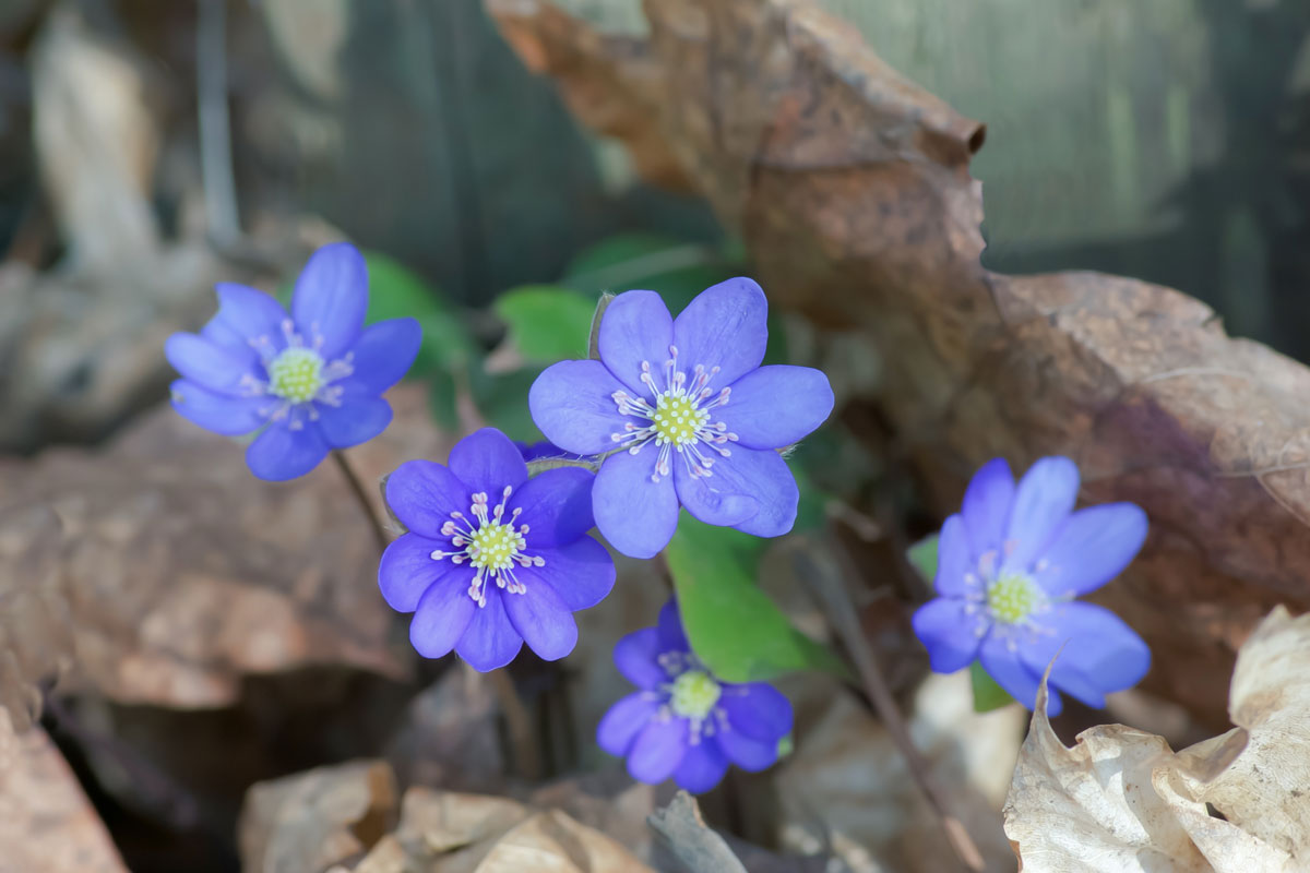 Blue anemone blooming at the garden