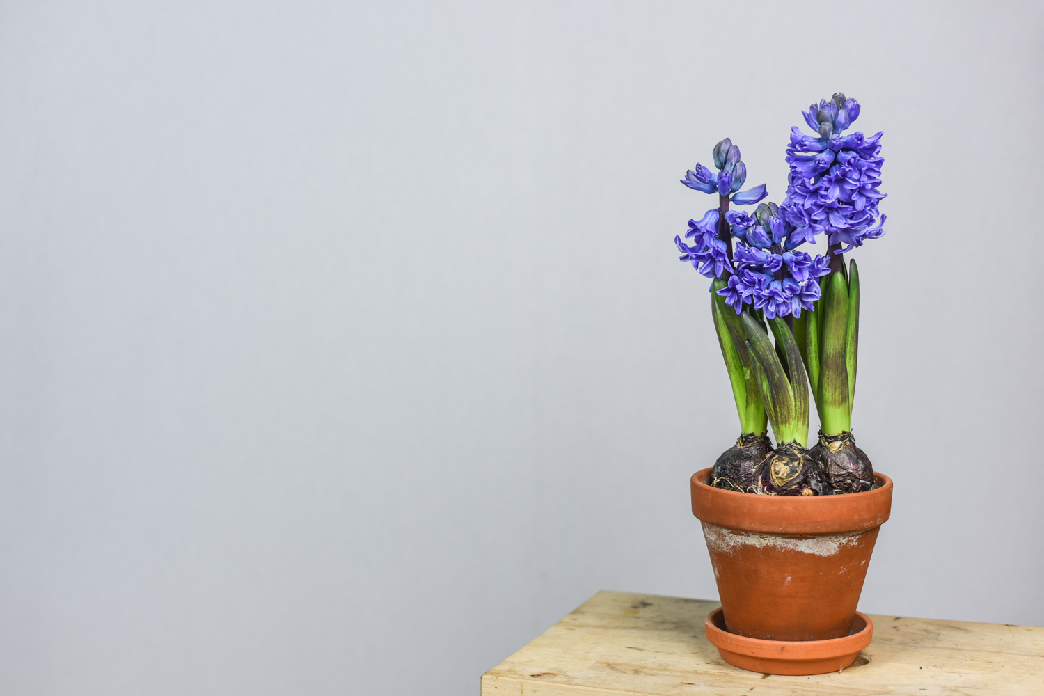 Blue hyacinth in a flower pot, early bloomers in spring in a clay pot