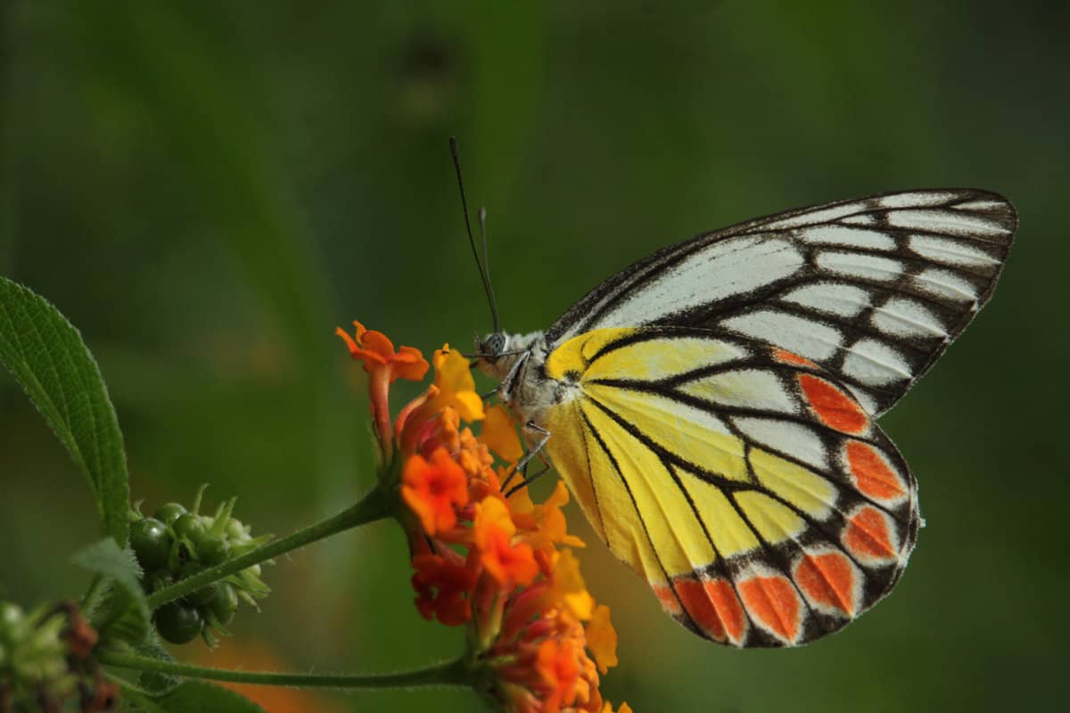 Butterfly Delias eucharis, the common Jezebel