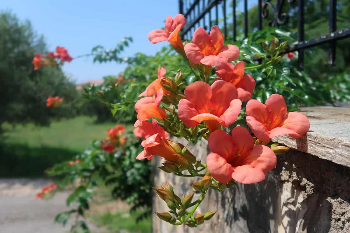 Campsis grandiflora blooming gorgeously at the garden