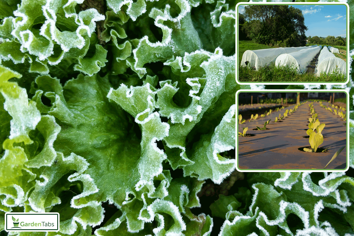 Frozen green lettuce leaves, Can Lettuce Survive A Freeze? [And How To Prevent It From Dying]