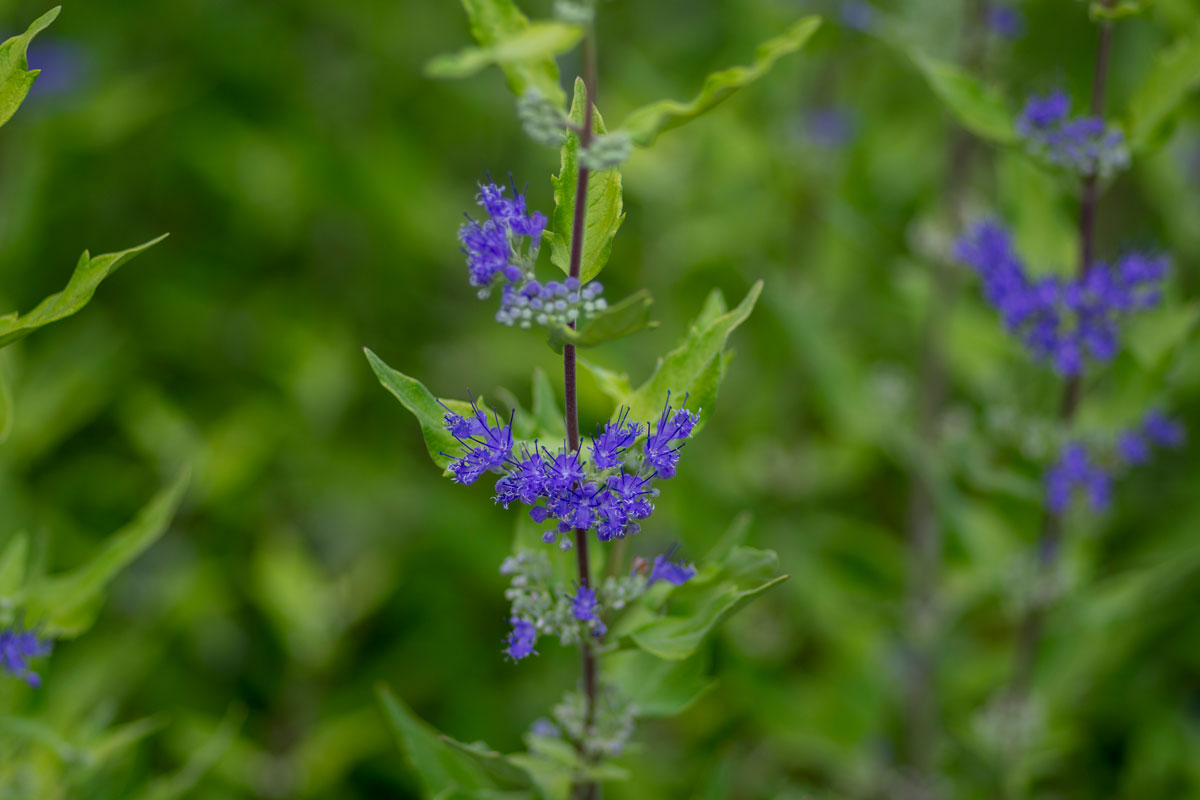 Caryopteris clandonensis bluebeard bright blue flowers photographed up close