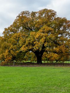 Charter Oak Tree, Danson Park, Bexleyheath, London, England, How Far From House Should Oak Tree Be Planted?
