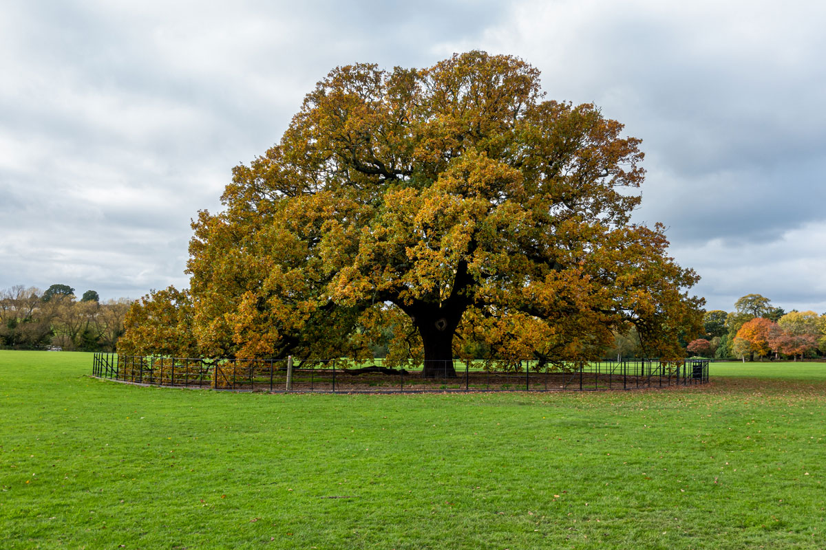 Charter Oak Tree, Danson Park, Bexleyheath, London, England