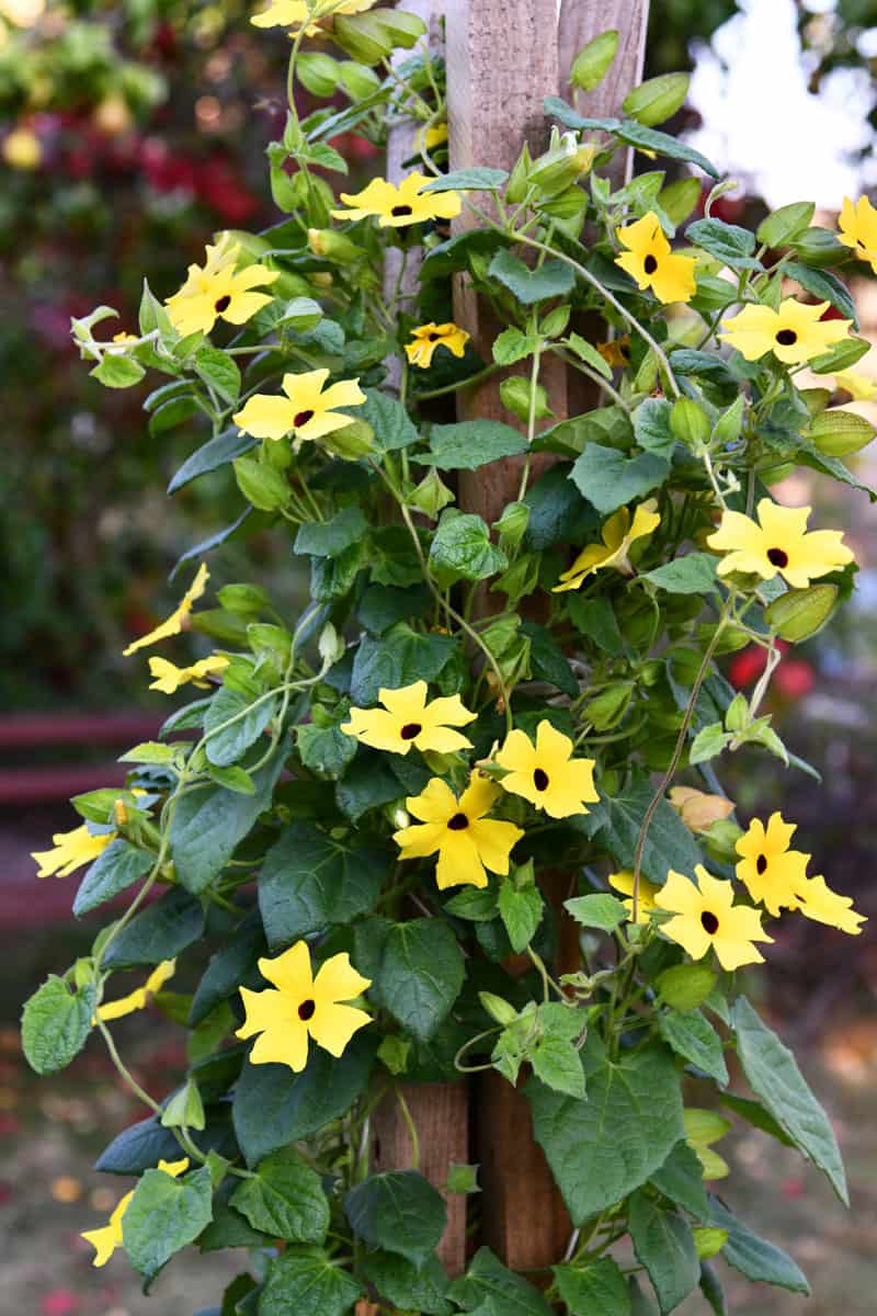 Climbing Thunbergia Alata blooming at the day