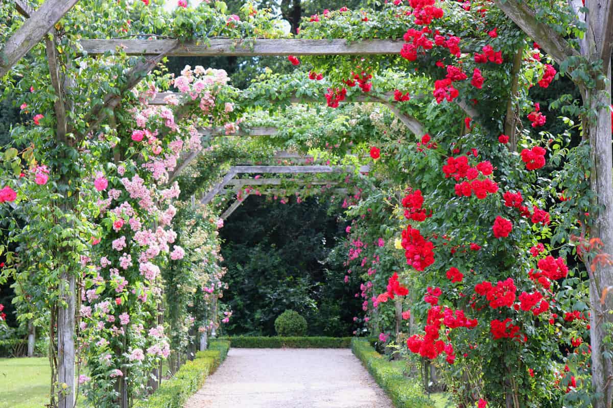 Climbing pink and red roses decorated for an archway