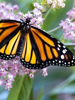 Close-up image of a monarch butterfly feeding on a milkweed plant - Why Is My Milkweed Drooping