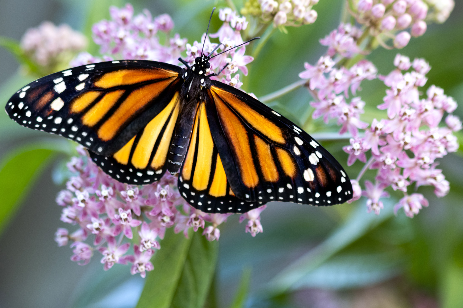 Close-up image of a monarch butterfly feeding on a milkweed plant