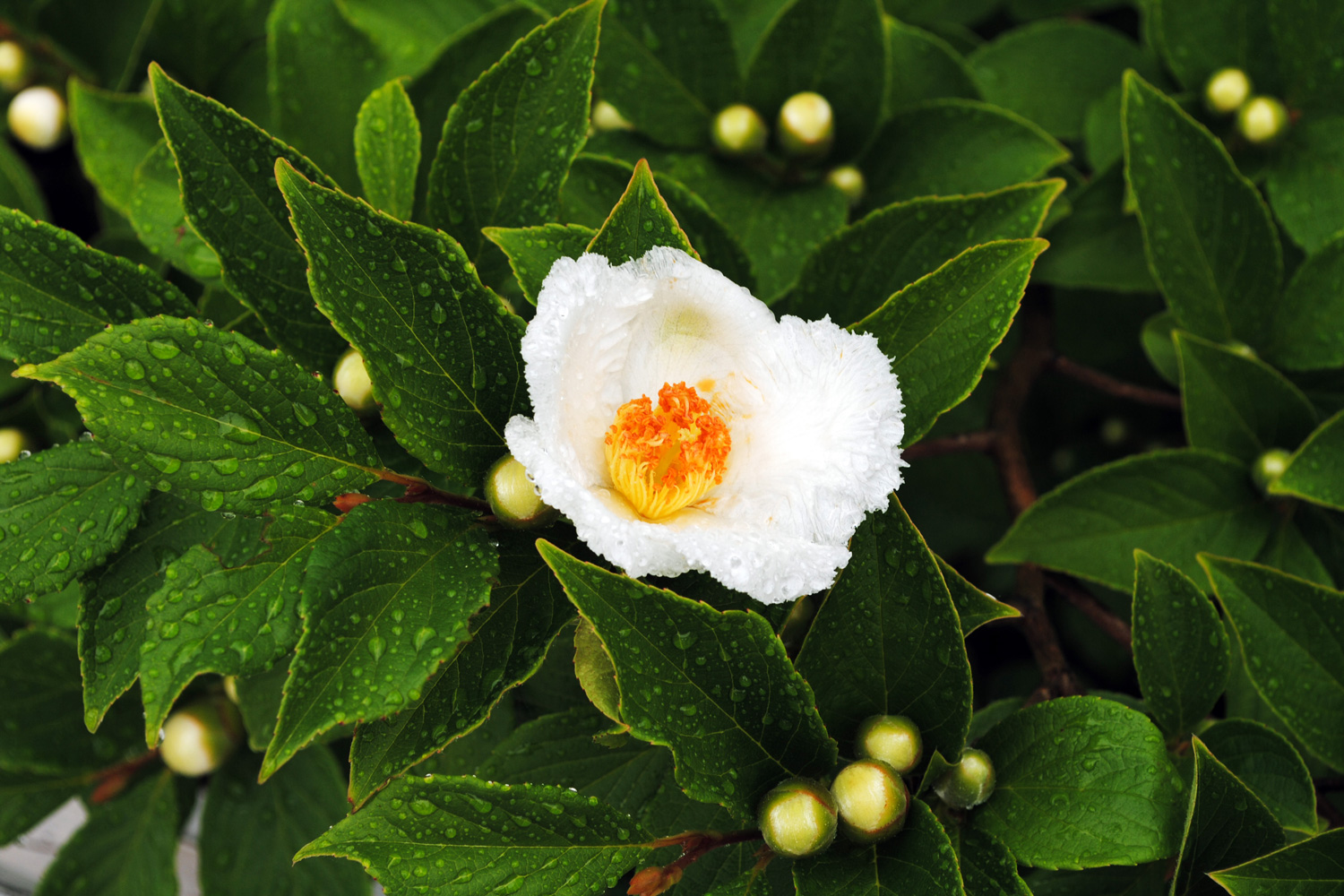 Close-up of Franklin tree flower blooming.