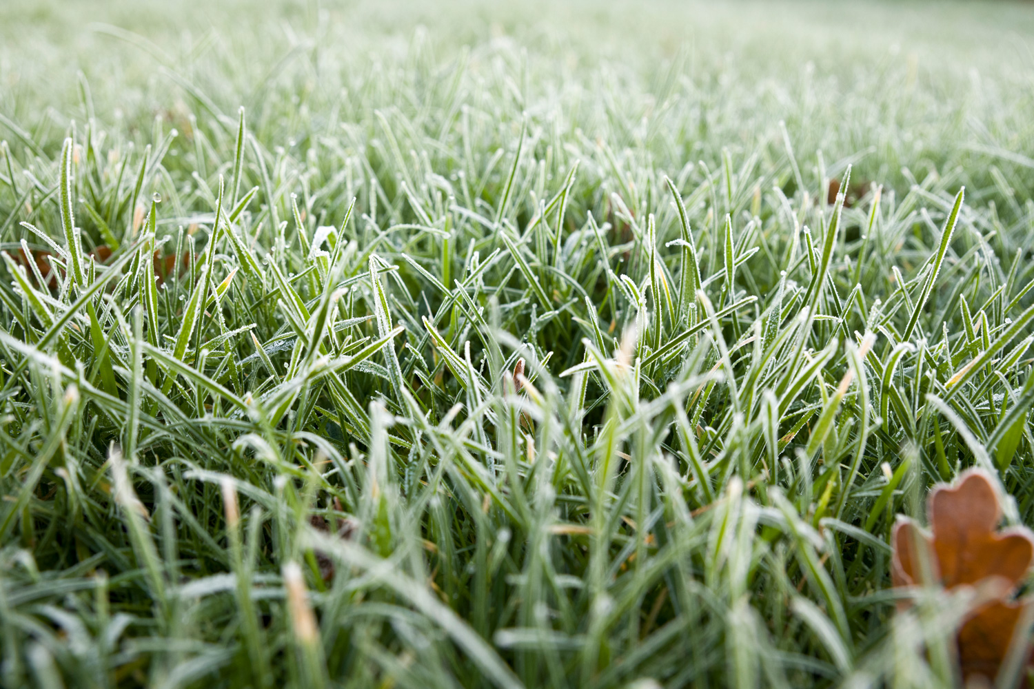 Close up of frozen blades of grass on a garden lawn.