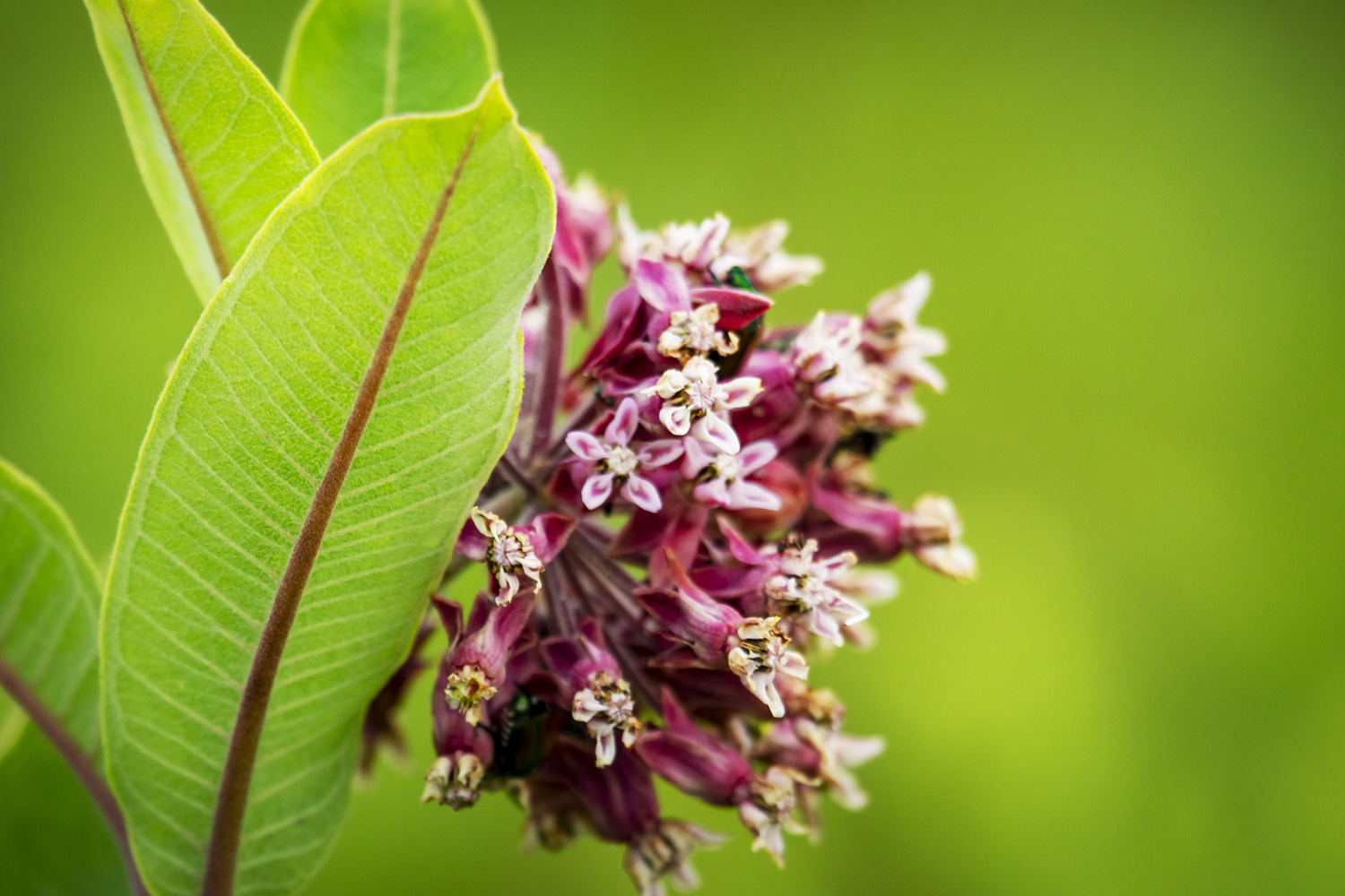 Close up view of the common milkweed with a shallow depth of field.
