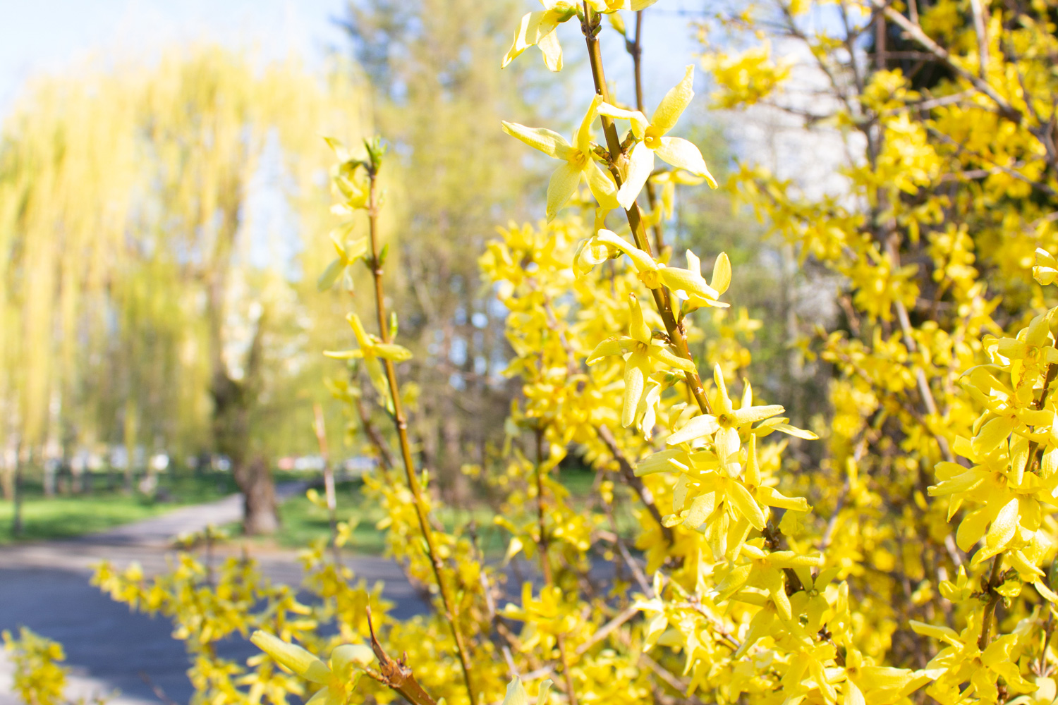 Closeup of blooming forsythia - beautiful yellow flowers against blue sky background. Spring season and allergy concept. Selective focus