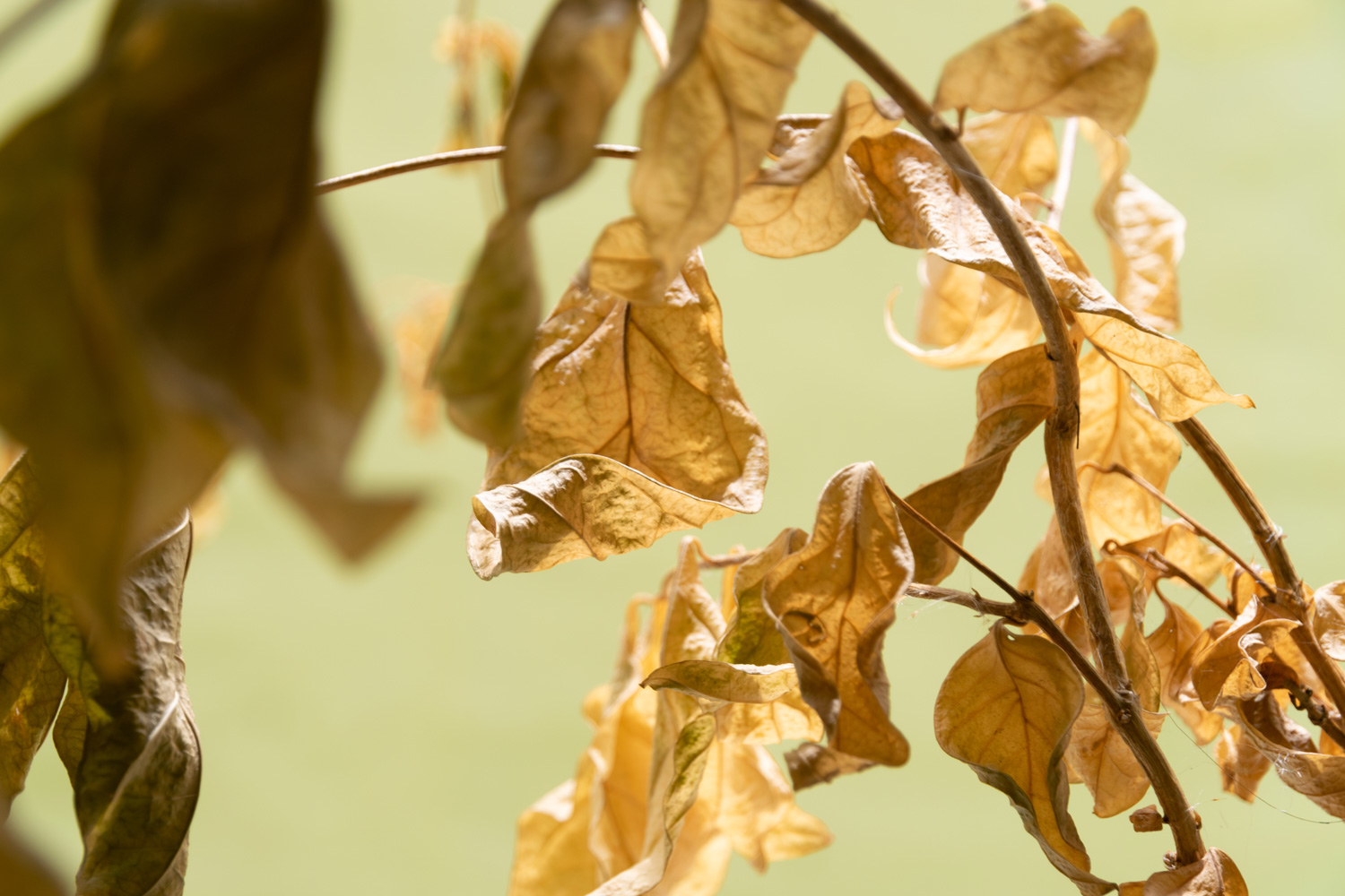 Closeup of the yellow leaves of the jasmine flowers that are about to die due to dehyadration during the hot summer. Example of climate change concept.