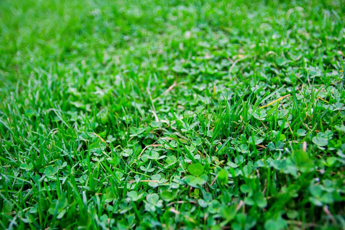 Clover weed infestation at the garden lawn