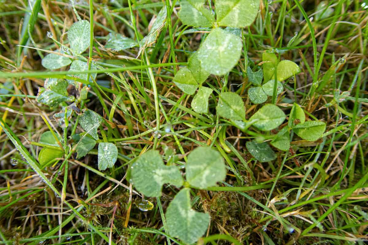 Clover weed with moist