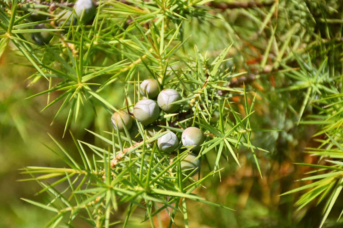 Common Juniper with fruits on the branches