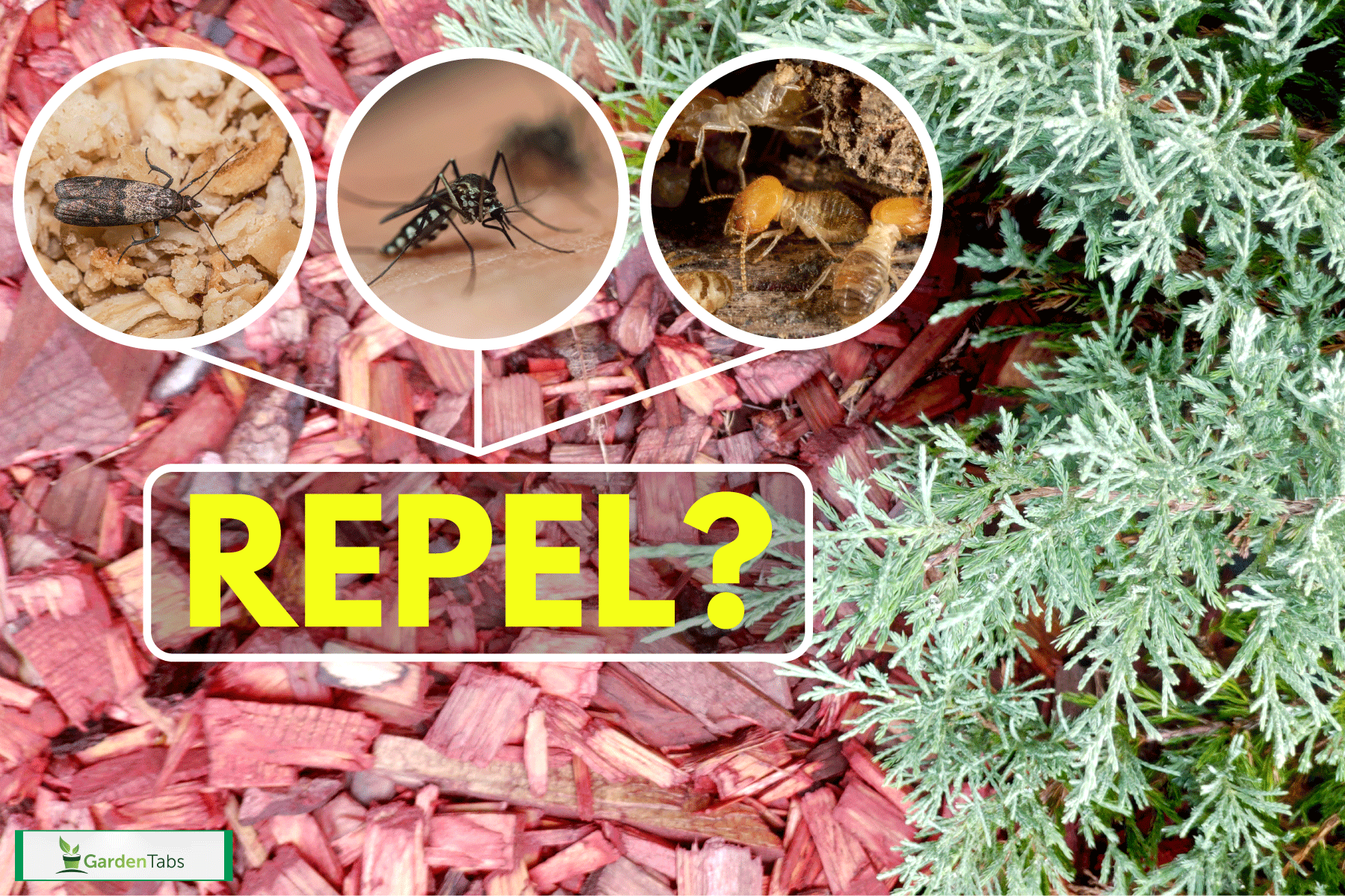 Red Cedar mulch used as fertilizer, Does Cedar Mulch Repel Bugs? How Effective Is It?
