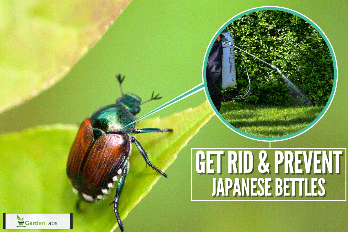 Japanese Beetle (Popillia japonica) sitting on a leaf, Does Grub Control Kill Japanese Beetles?