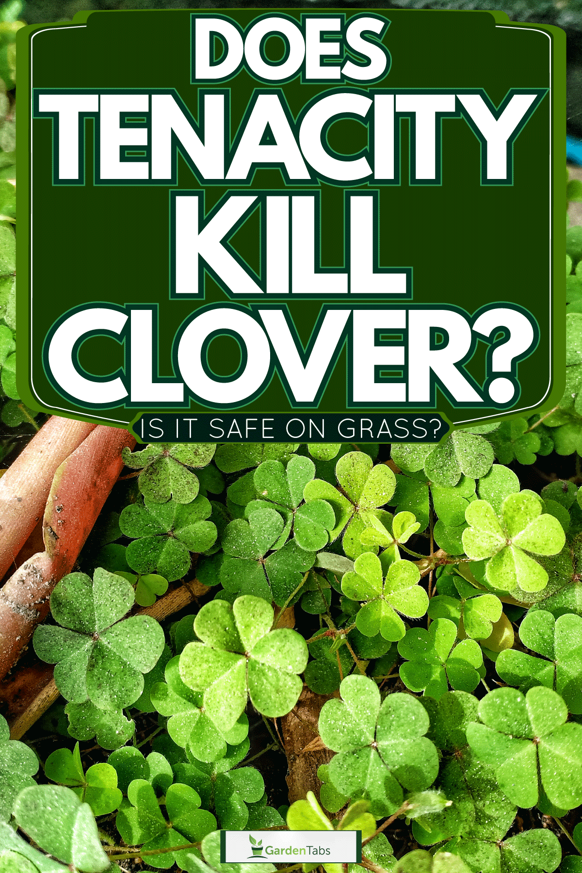 Infestation of clover weed, Does Tenacity Kill Clover? [Is It Safe On Grass?]
