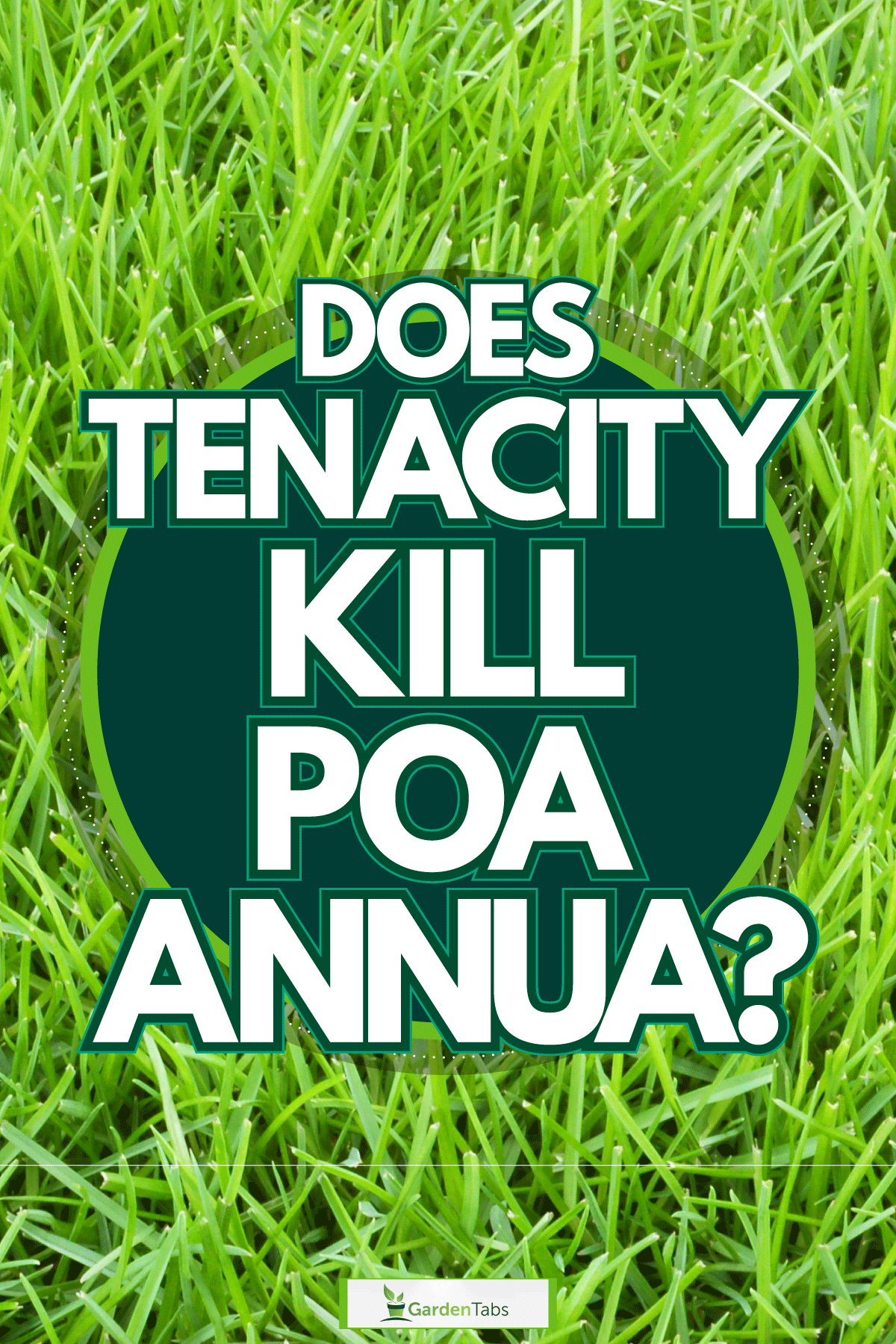 Transitioning of a healthy weed and dead weed, Transitioning of a healthy weed and dead weed, Does Tenacity Kill Poa Annua?