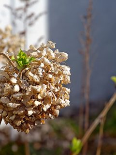 Dried hydrangea holding on to plant in fall, Hydrangea Turning Brown And Dying - What To Do?