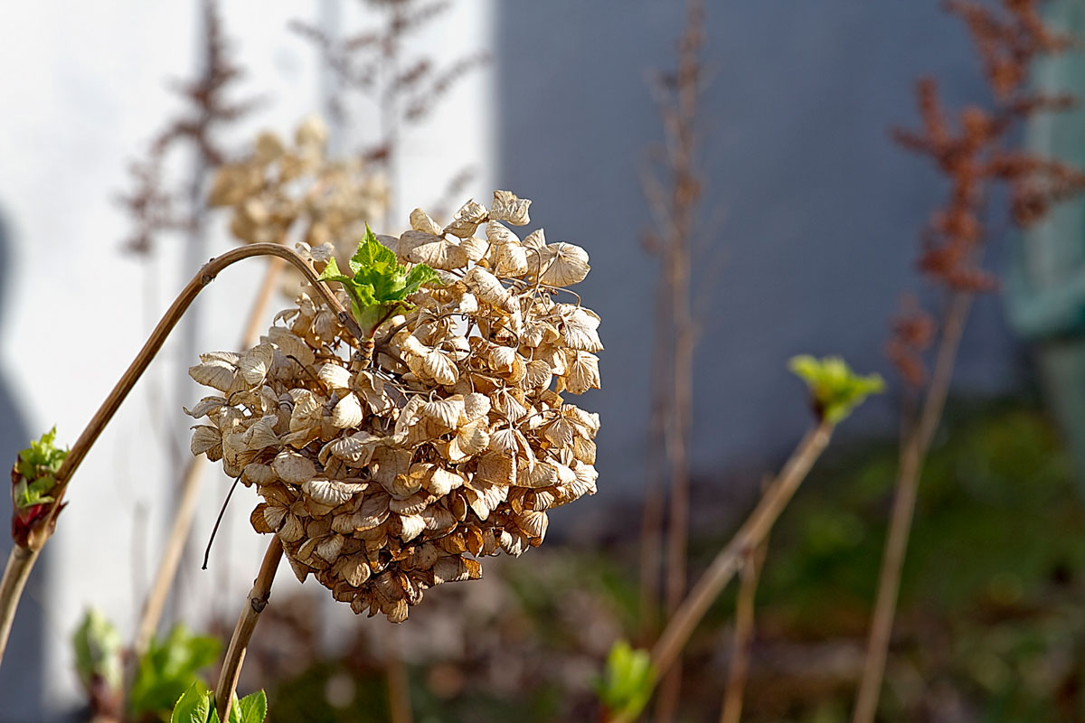 Dried hydrangea holding on to plant in fall