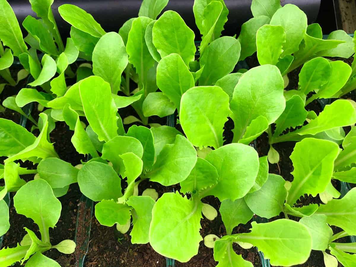Elevated view of several varieties of lettuce seedlings planted up in a plastic plant troughs