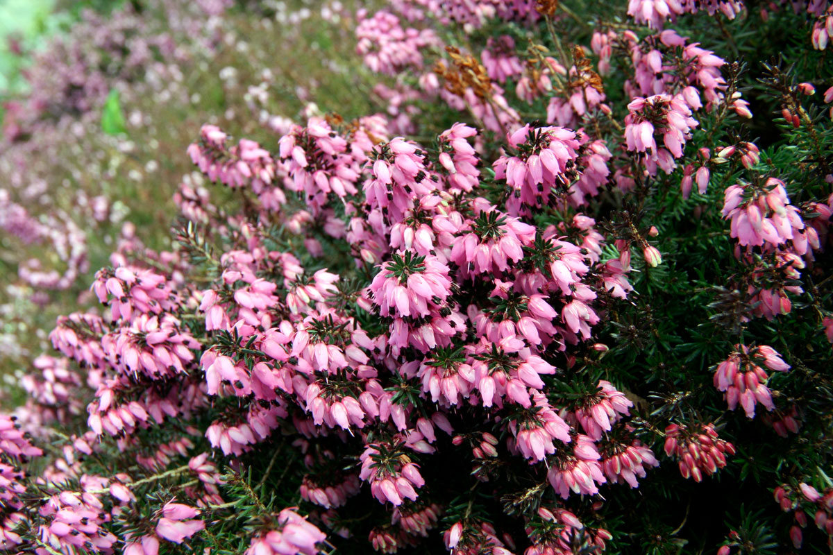 Erica carnea gorgeously blooming at the garden