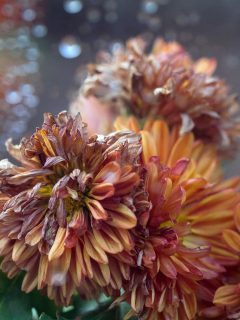 Feel the change of seasons in the dahlia flowers thats are dying after the peak - Why Are My Dahlias Dying