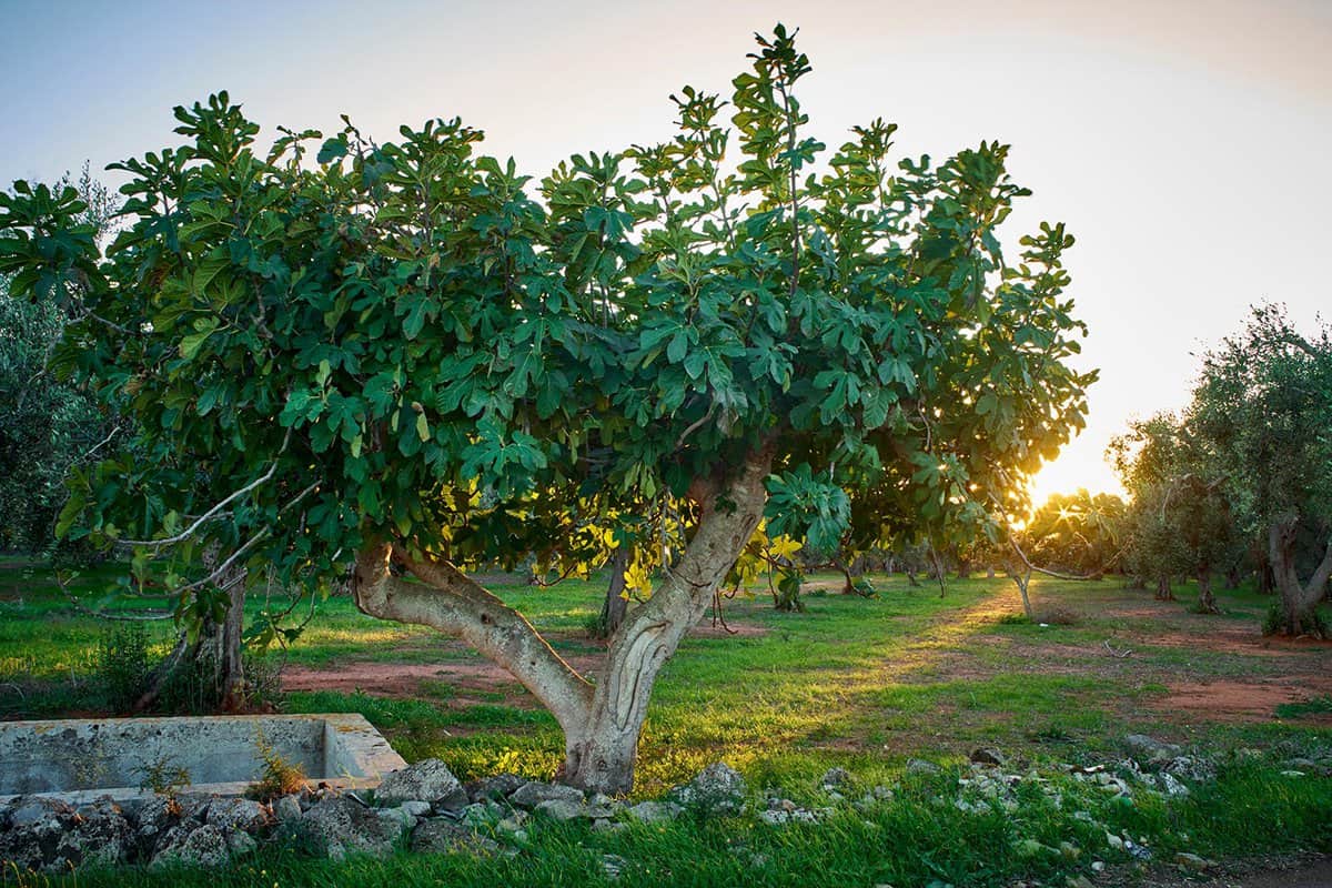 Fig tree at sunset