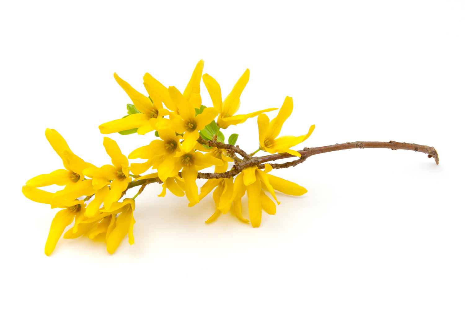 Forsythia (Oleaceae) flowers on a white background.